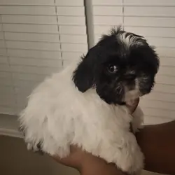 Shih Tzu puppy "Pebbles"