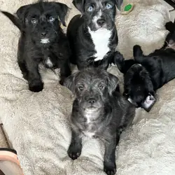 Puppy