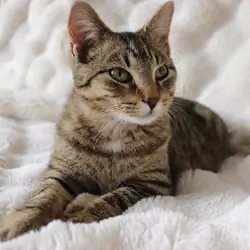 Rehoming 5 month old kitten