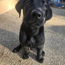 Roxy