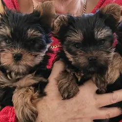 Yorkshire Terrier Yorkie Puppies. Registered