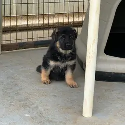 AKC Longhaired German Shepherd
