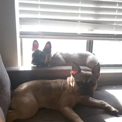 2 Bonded French Bulldogs