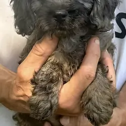 CAVAPOO FEMALE