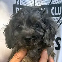 CAVAPOO FEMALE