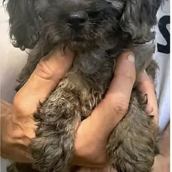 CAVAPOO FEMALE