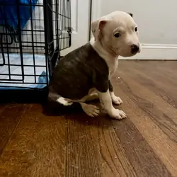 American Pitbull Terrier