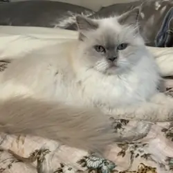 Lilac Pointed Persian