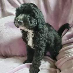 Sheepadoodle