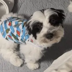 Parti Morkie
