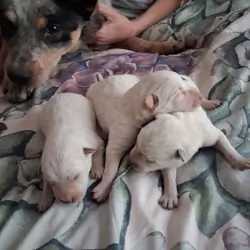 Heeler puppies 🐶