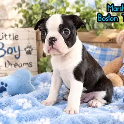 Marshall Male Boston Terrier