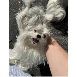 Maltese puppy