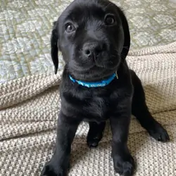Labrador Puppies Available