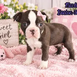 Marley Female Boston Terrier