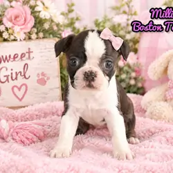 Millie Female Boston Terrier