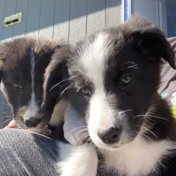 Australian Shepards