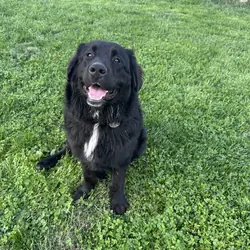 Newfoundland/Bernese mix