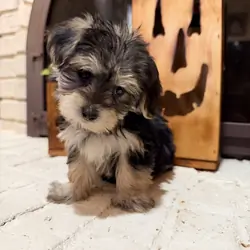 Morkie puppies ready now