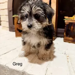 Morkie puppies ready now