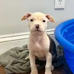 8 week old puppy