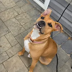 female pit mixed dog