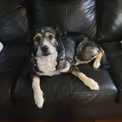 Female dog