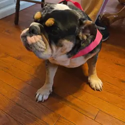 Mocha