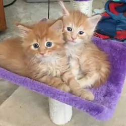 Male and female Maine Coon kittens available