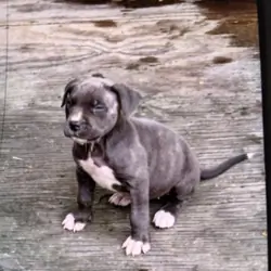Blue Cane Corso American
