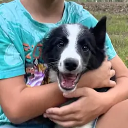 Border Collie Puppies for Sale