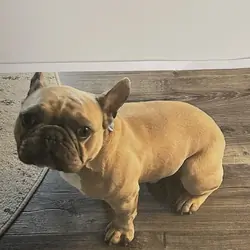 French bulldog
