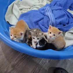 Free kittens