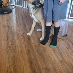 Fixed female dog