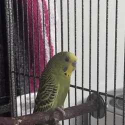Bonded Pair of Budgies + Cage & Supplies