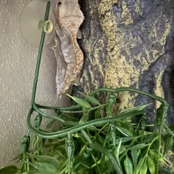 Crested Geckos