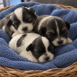 Shorkie mix puppies