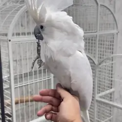 Sweet Umbrella Cockatoo