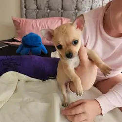 Tiny Chihuahua Pups With Big Little Persona