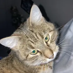 Cat for free