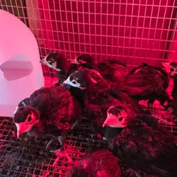 BABY TURKEYS