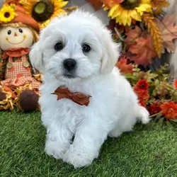 Adorable Male Bichon frise Puppy