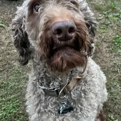 Bailey - Adult Irishdoodle