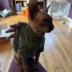 Sphynx