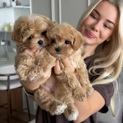 Beautiful Maltipoo Puppies Ready Now