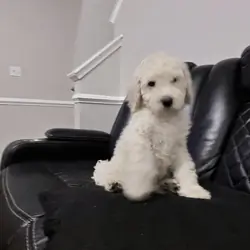 Standard Goldendoodle