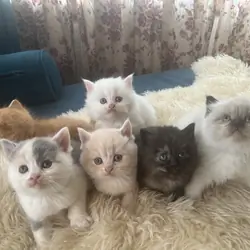 Perfect Christmas gift! Adorable Persian kittens