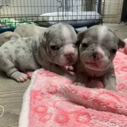 Stunning Merle French Bulldog puppies