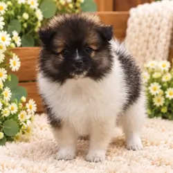 Pomeranian