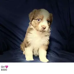 Mini Australian Shepherds